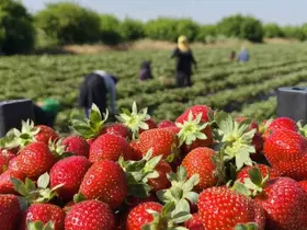 Silifke çileğinde hasadın sonuna gelindi
