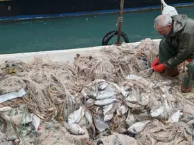 Silifke’de balık çiftliğinin ağı yırtıldı, kıyılar balıkla doldu
