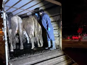Simav’da hayvan hareketlerine yönelik yol kontrolü
