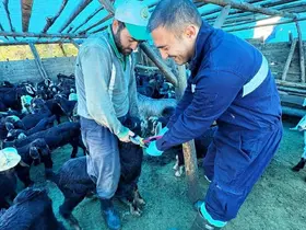 Simav’da küçükbaş hayvanlara aşılama ve küpeleme çalışması
