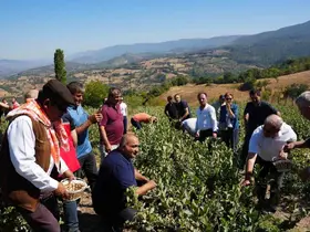 Sındırgı’da aronya hasat şenliği coşkusu

