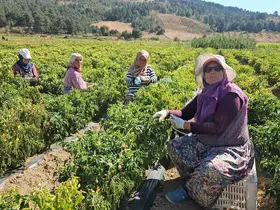 Sındırgı’da sarı altında hasat zamanı
