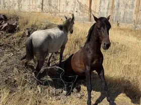 Sınır telleri arasında mahsur kalan atlar kurtarıldı
