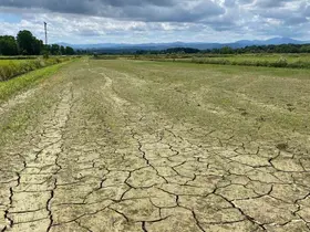 Sinop Karasu Ovası’nda sulama ana hattı yine patladı: Çeltikte kuruma riski
