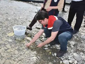 Sinop’ta 2 bin 500 mersin balığı denize salındı
