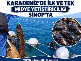 Sinop’ta 9 ayda 182 ton midye hasadı
