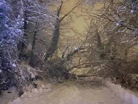 Sinop’ta ağaç devrildi
