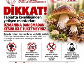 Sinop’ta mantar toplayıcılarına uyarı
