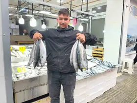 Sinop’ta palamut 50 lira
