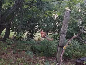 Sinop’ta tellere takılan sincap ekiplerce kurtarıldı
