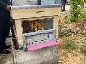 Sinop’ta Türkiye’nin 913’üncü bal ormanı hizmete açıldı
