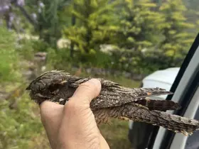 Sinop’ta yaralı kuşa şefkat eli

