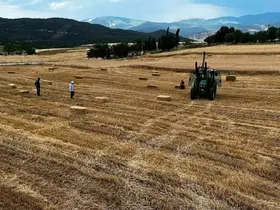 Sinop’ta yılın ilk buğdayları hasat edildi
