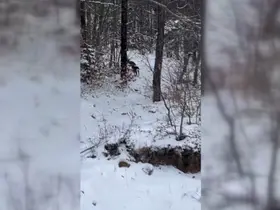 Sinop’ta yiyecek arayan karacalar kameralara yansıdı
