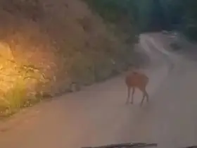 Sinop’ta yol ortasında dinlenen karaca kameraya yansıdı
