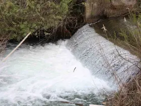 Siraz balıklarının akıntıya karşı göçü sürüyor
