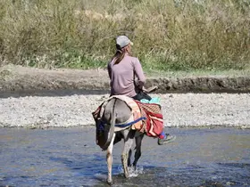 Şırnak yaylaları göçerlerle doldu
