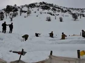 Şırnak’ta bal arıları çığ altında kaldı
