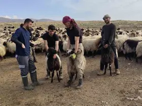 Şırnak’ta hayvancılığa 2025’te güçlü dokunuş
