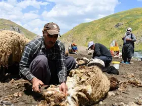Şırnak’ta koyun kırkma mesaisi başladı
