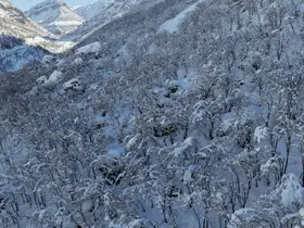 Şırnak’ta ormanlık alan beyaza büründü
