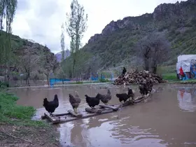 Şırnak’ta sel suları köprüleri yıktı, ev ve ahırlar sular altında kaldı
