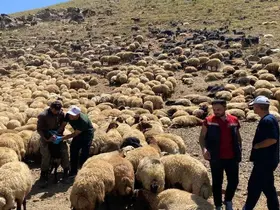 Şırnak’ta veteriner hekimlerden yaylalarda sağlık taraması ve eğitim seferberliği
