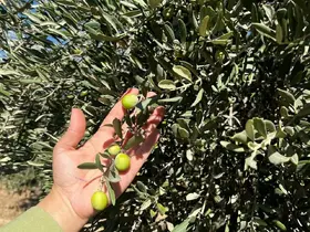 Şırnak’ta zeytin rekoltesi için ilk veriler toplandı
