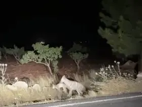 Sırtlanın avını bütün halinde taşıması kameraya yansıdı
