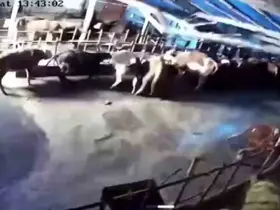 Sivas’ta ahır çöktü, o anlar güvenlik kamerasına yansıdı
