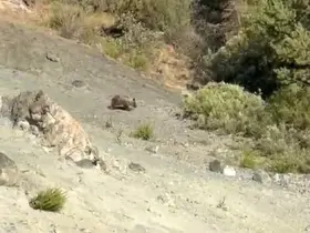 Sivas’ta bozayılar meyve bahçelerine dadandı
