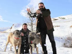 Sivas’ta kar yağdı, kangallar özüne döndü
