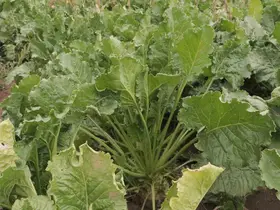 Sivas’ta pancarda yüksek rekolte beklentisi
