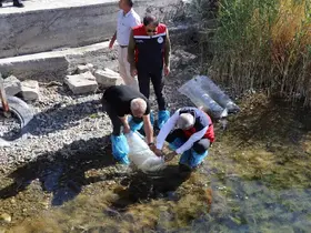 Sivas’taki göller yavru balıklarla buluştu
