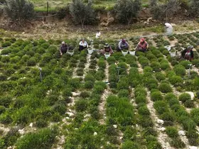 Sofraların vazgeçilmezi zahterde bereketli hasat

