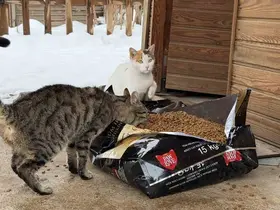 Soğuk havalarda sokak hayvanlarına şefkat eli
