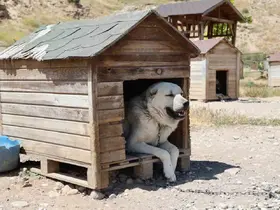 Soğuk havaya göğüs geren Kangal köpekleri sıcak yaz aylarında miskinleşiyor
