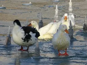 Soğuklardan dolayı süs havuzları buz tuttu
