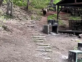 Soğuksu Milli Parkı’nda ayı ailesi görüntülendi
