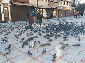 Soğukta üşüyen kuşlar için 5 kilometrelik şefkat yolculuğu
