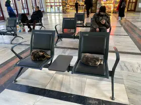 Soğuktan üşüyen sokak kedileri tren garına ısındı
