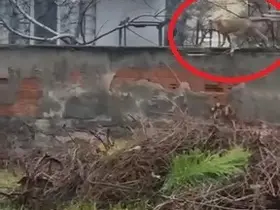 Sokak aralarında gezen tilki dikkat çekti
