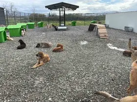 Sokak hayvanları doğal yaşam alanına kavuştu
