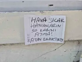 Sokak hayvanlarının su kabını atanlara ilginç tepki: "Atan zındıktır"
