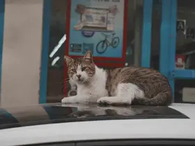 Sokak kedilerinin market mesaisi

