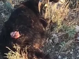Sokak köpekleri sürüden ayrılan keçiye saldırdı