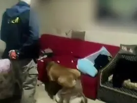 Sokak satıcılarına büyük darbe: 12 şahıs tutuklandı
