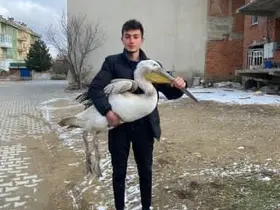 Sokakta gezerken pelikan buldu
