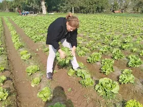 Söke’de gıda güvenliği için marul tarlalarında numune alındı
