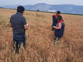 Söke’de hububat tarlalarında sıkı denetim

